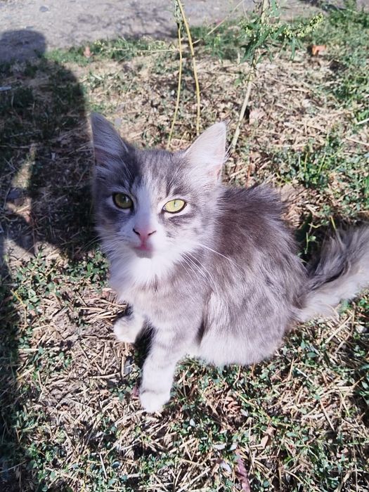 Отдам котят в добрые руки