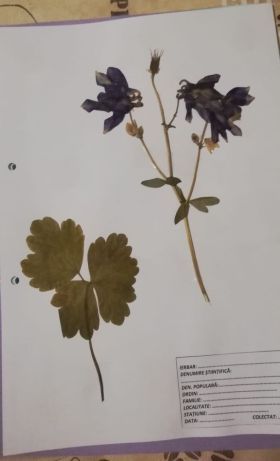 Ierbar școlar 30 plante