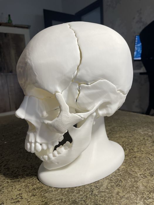 Craniu anatomic uman mărime reală