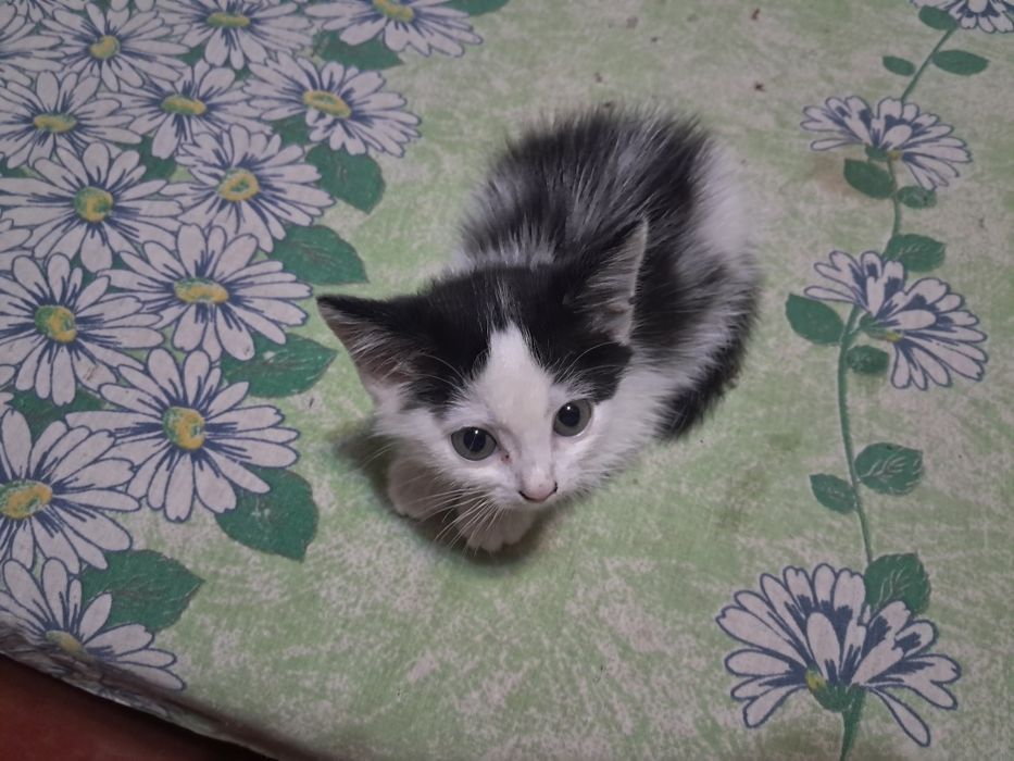 Отдам котёнка девочку в добрые руки