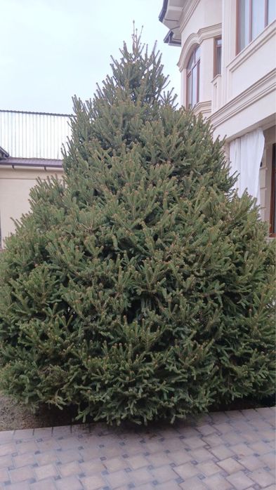 Арча  сотилади бўйи 6 метр эни 3 метр