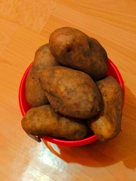 Картофель дачный