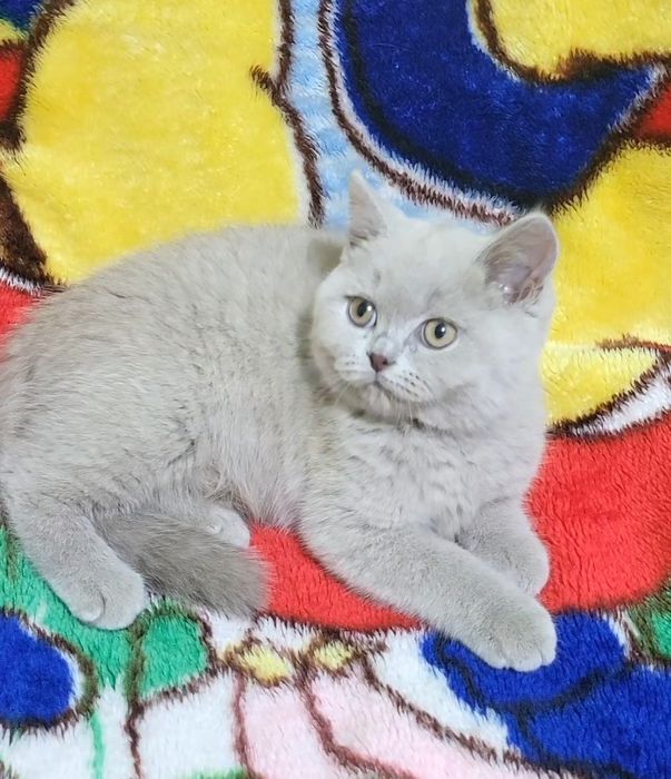 British shorthair fawn