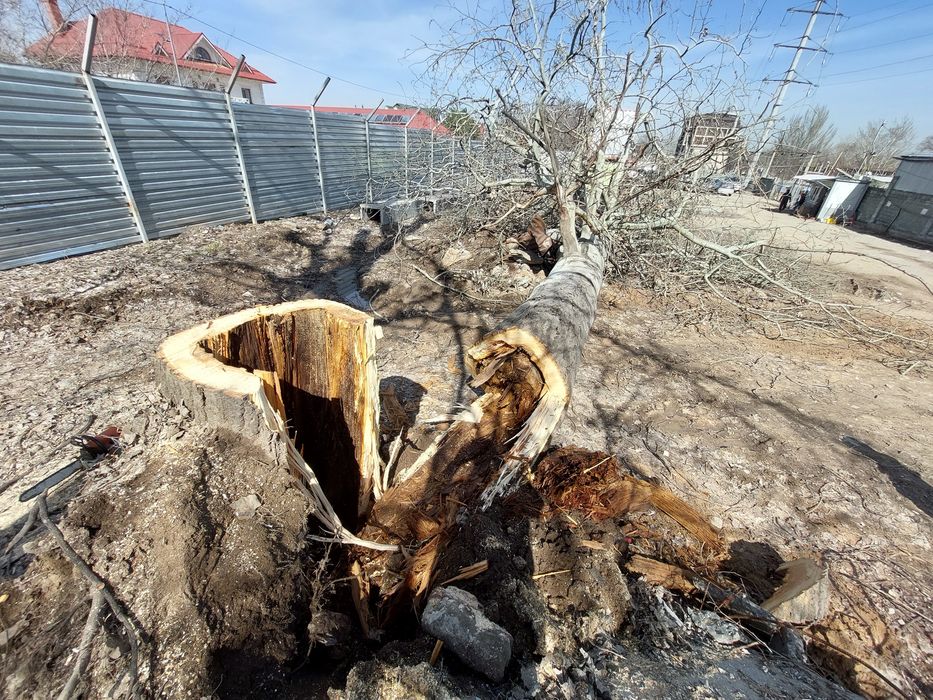 Спилить дерево.
