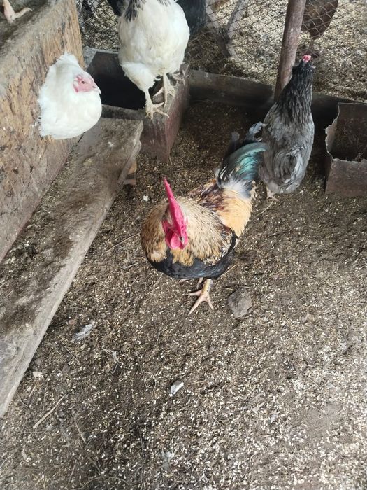 Продам петухов домашних