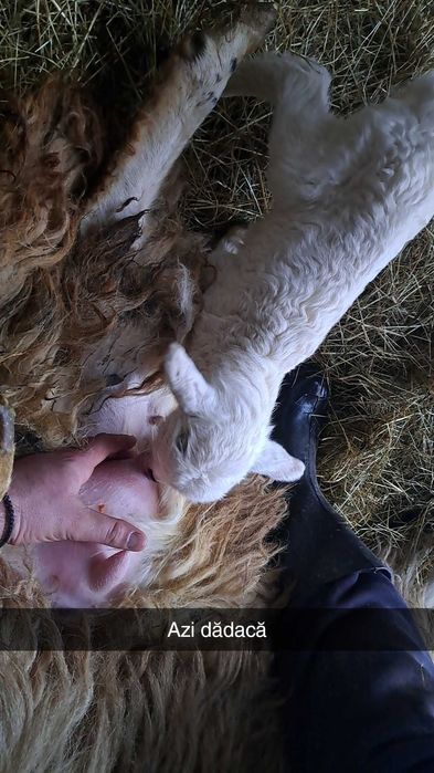 Miei din 2 de vanzare