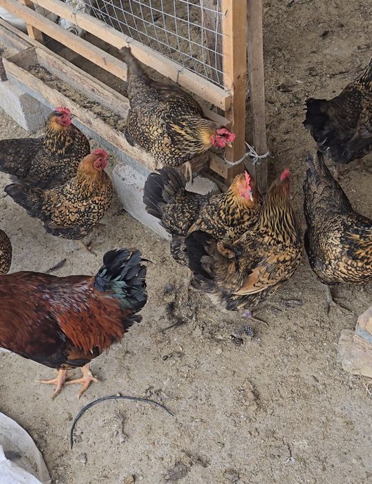 Кучинский сицывый