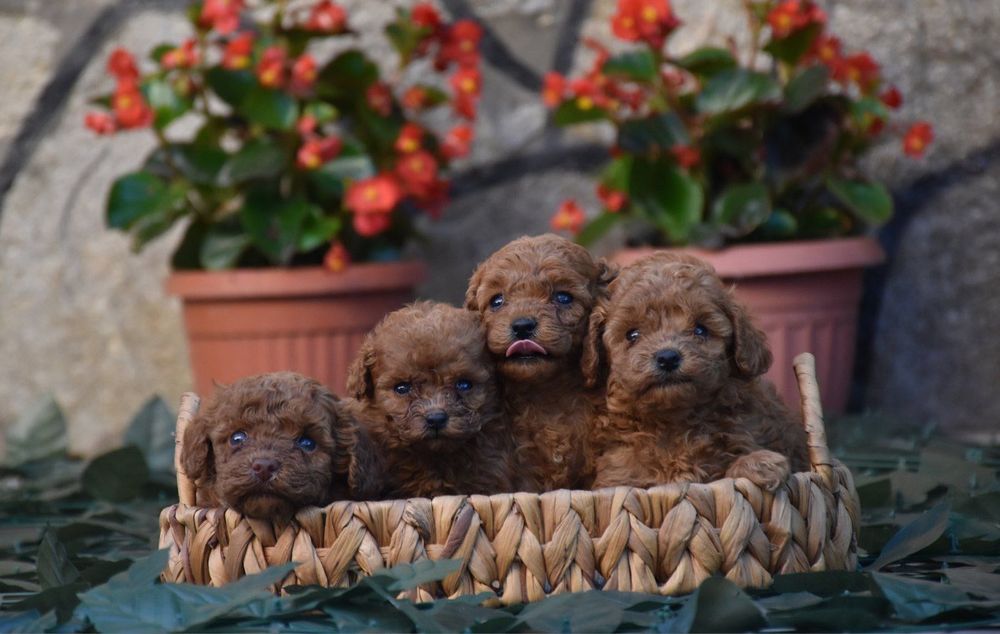 Той пудел (Toy poodle) Пудел Той (Poodle Toy)