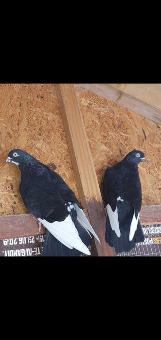 Porumbei voiajori și voltati albi