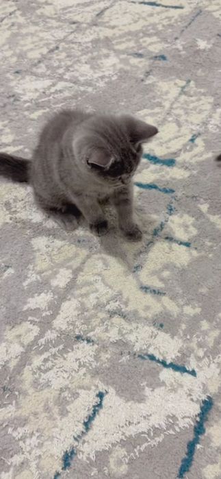 Котёнок британский скотиш фолд