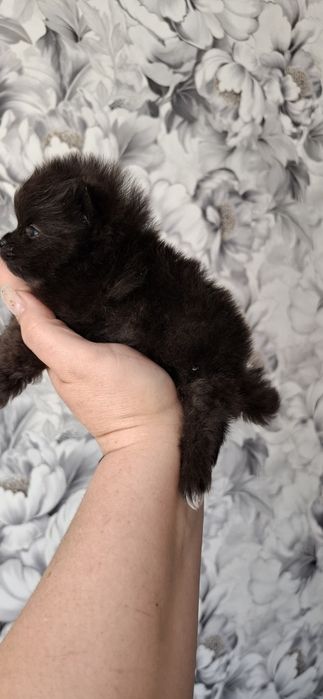 Щенки мини мини шпицульки