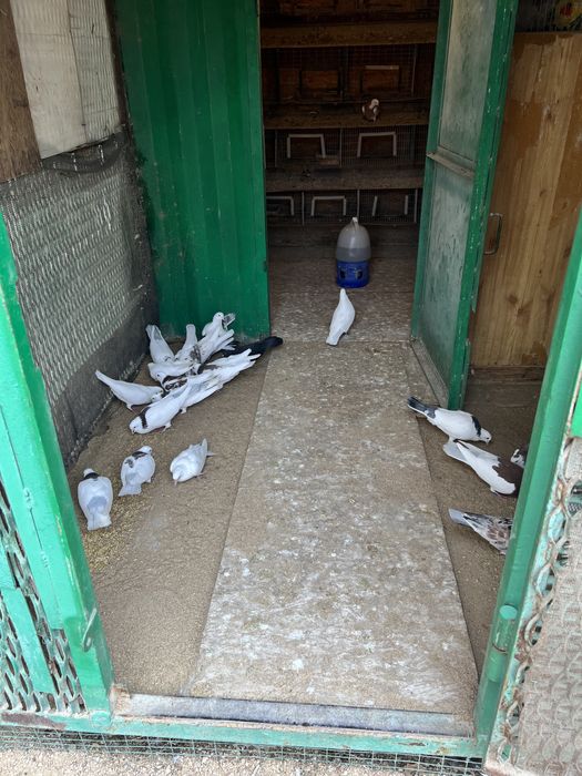 Продам голубятник