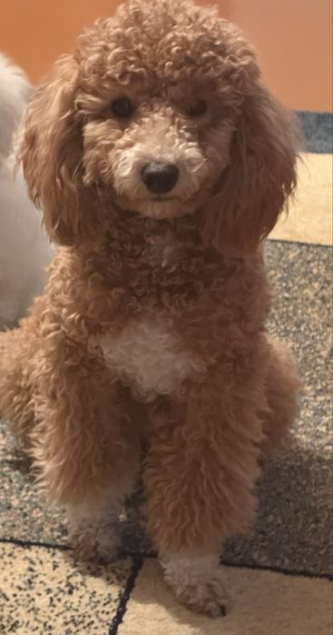 Мальтипу девочка 6 месяцев