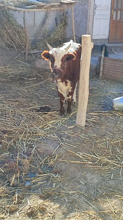 Тана сатилади 17МЛН