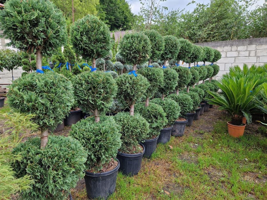 Vând plante ornamentale