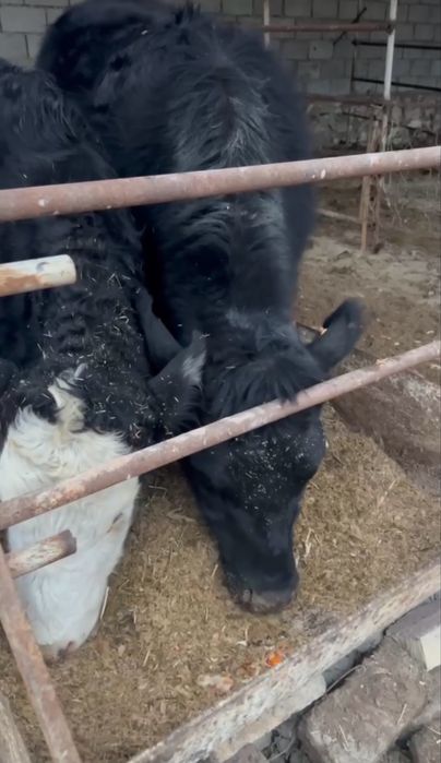 Toza qonli angus  1 qorin bolasi buqa