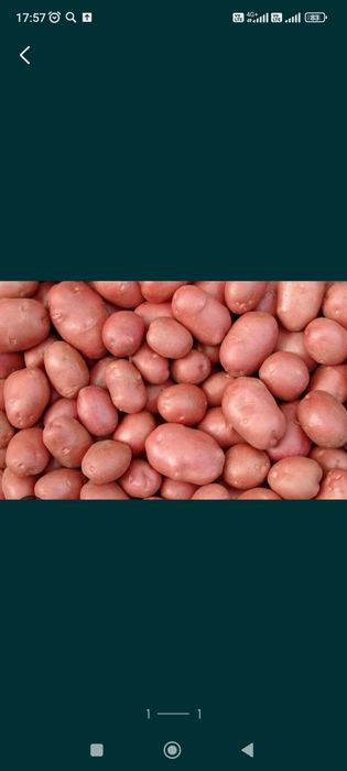 Продам картошку 2900