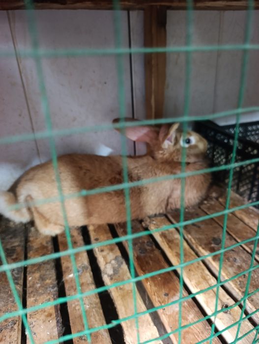 Burgun samka 8 oyli boğoz.