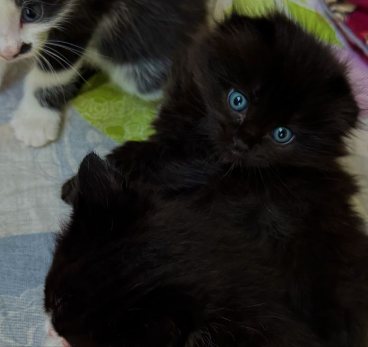 Котята на продажу
