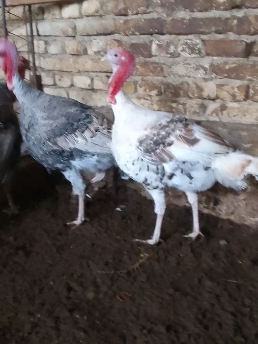 Нар (индюк) курка сотилади