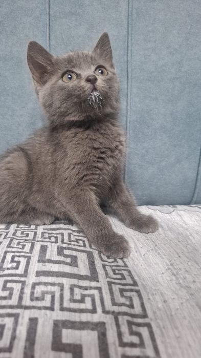 Котёнок британский 1 месяц