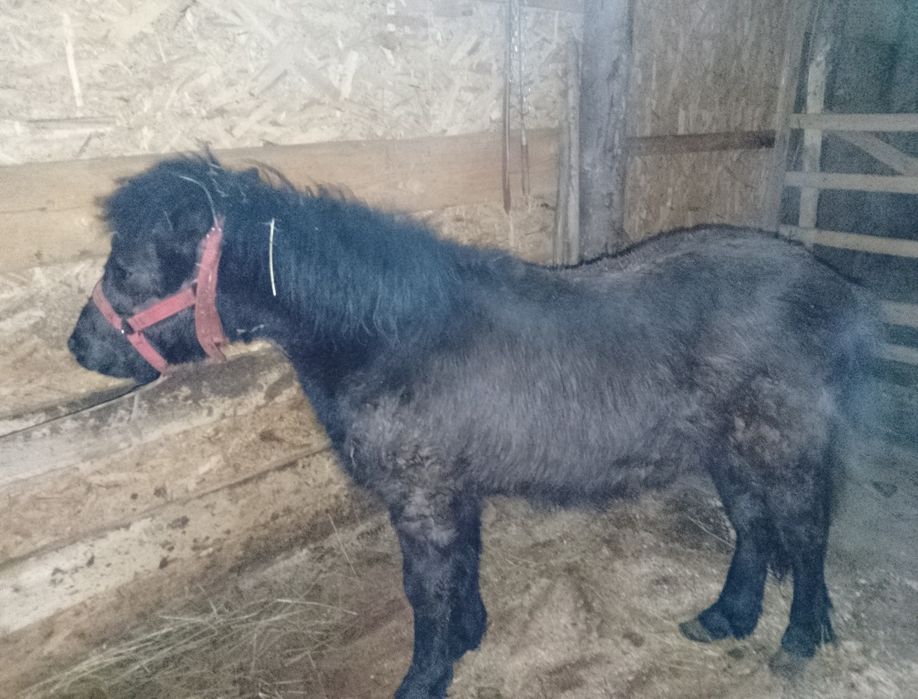 !!URGENT!! Vând ponei armăsar talie medie negru