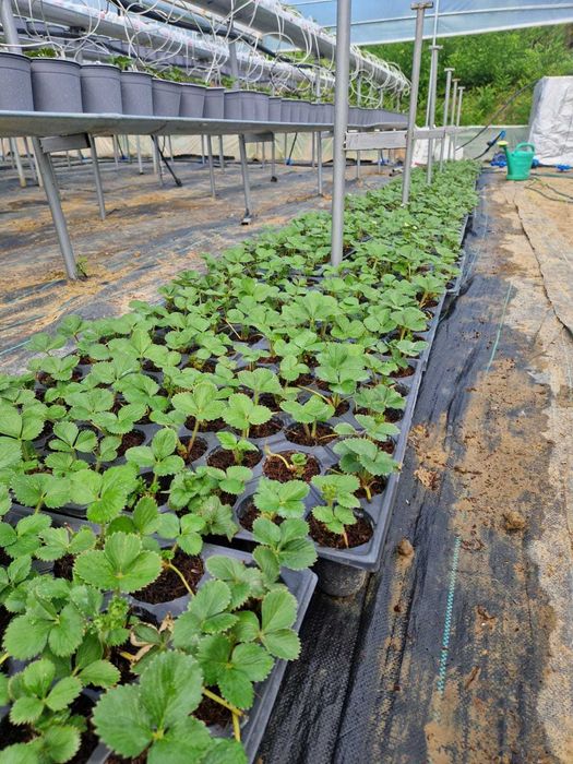 Plante Capsuni Albe