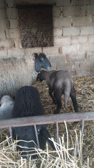 Oi  carabase  de vânzare