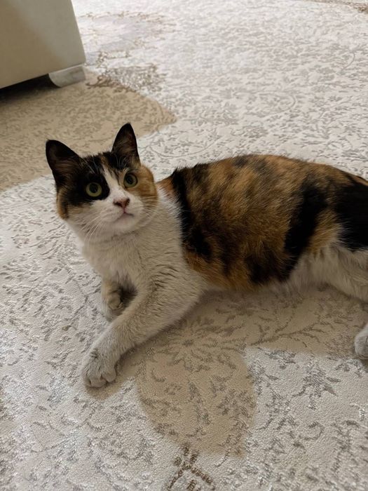 Отдадим кошку в хорошие руки