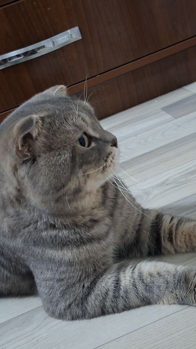 Продаётся скоттиш фолд кот 2 годика крупный умный кот с паспортом