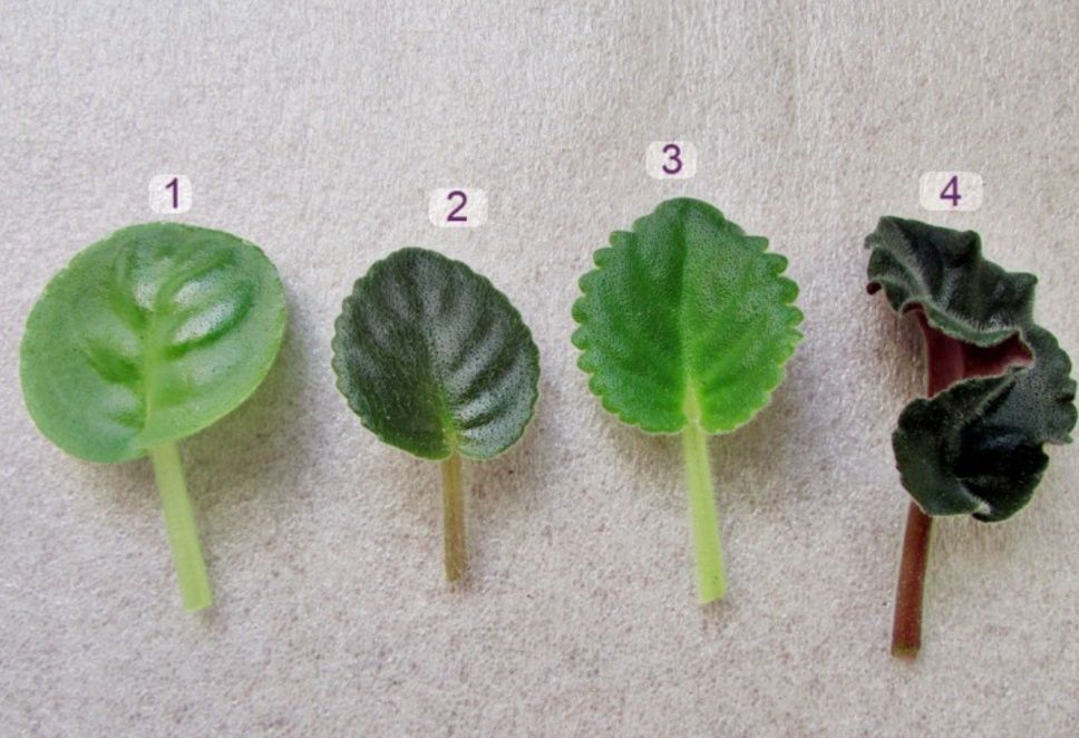 Сортовые фиалки и торф