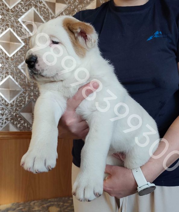 Продам щенков Алабая (1 месяц)