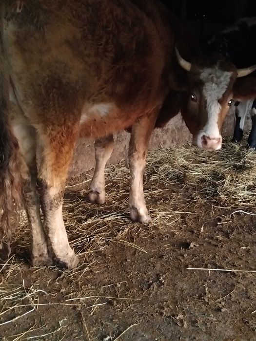 De vanzare junica gestanta in 7 luni