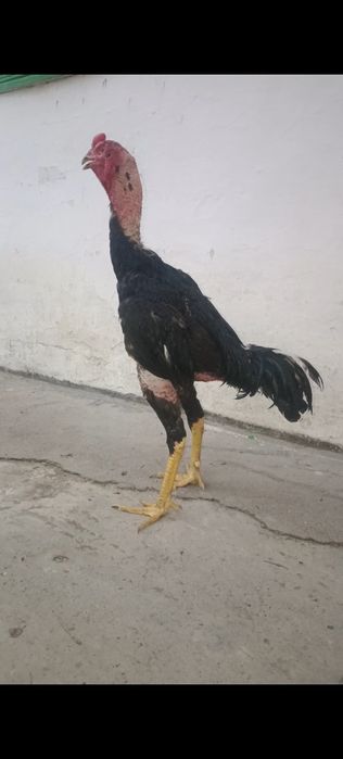 Черный дакан китайц