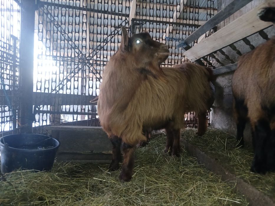 Țap de vanzare romanesc