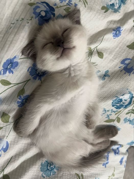 шотландская вислоухая котенок