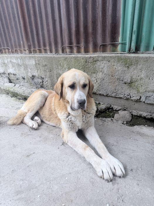 Ротивер породистые щенки