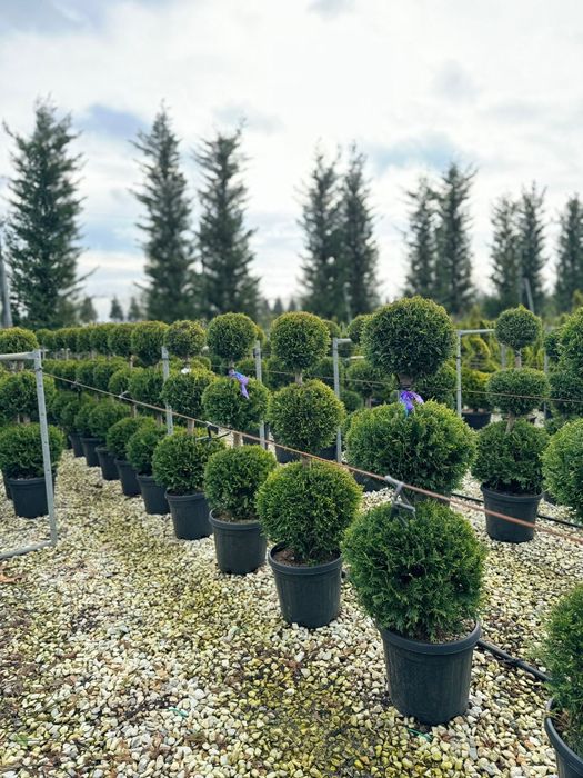 Artar Japonez, pon pon, pinus mugo, palmier, alun rosu, ienupar