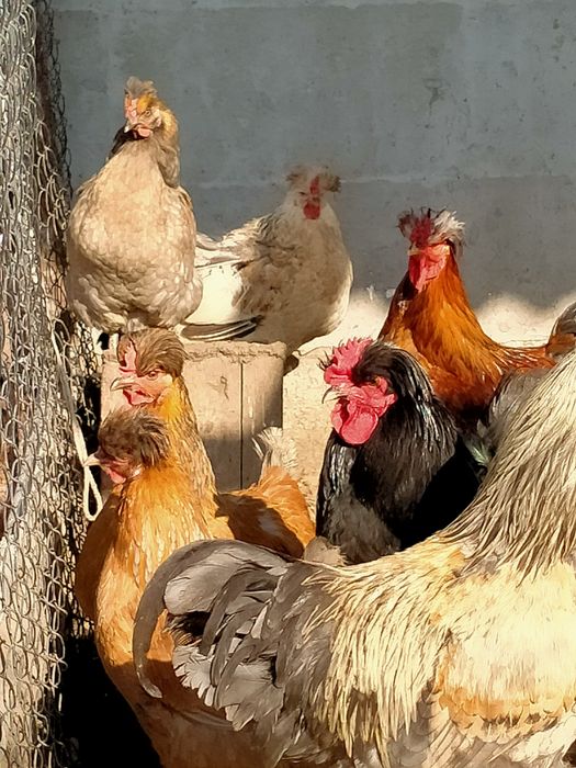 Русская хохлатая инкубационные яйцо.