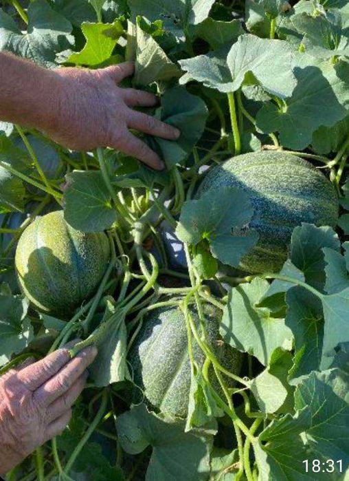 Разсад дини и пъпеши