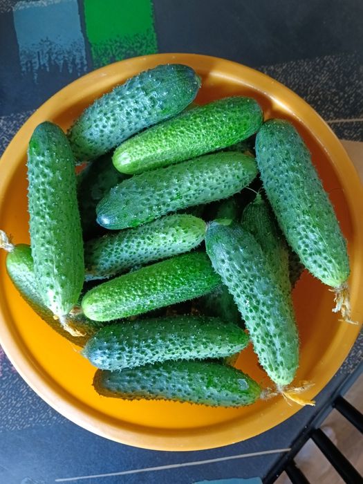 Продам домашние огурцы