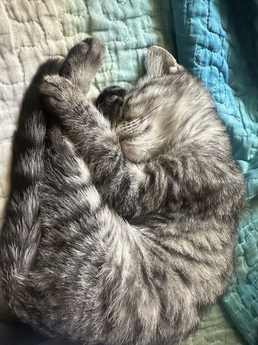 Продается Кошка Серебристый тигровый табби