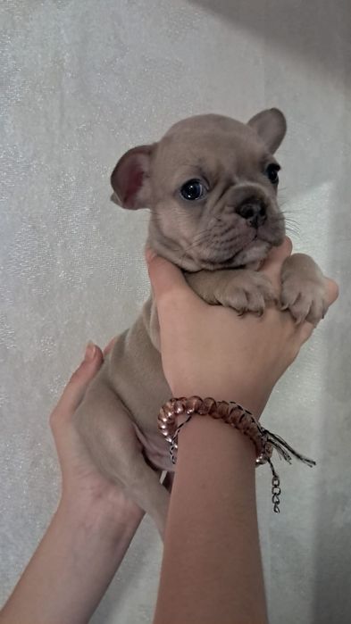 Французские бульдоги щенки