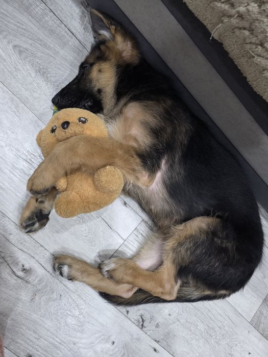 Продам овчарку 4 месяца