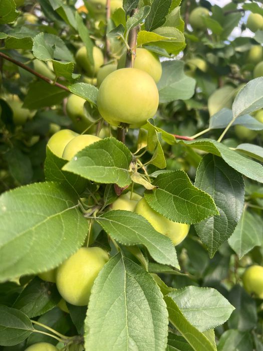 Продам яблоки «Уралка»