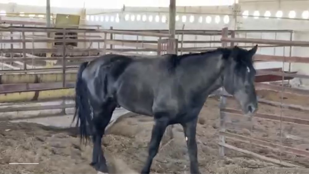 (От - Сотилади.)