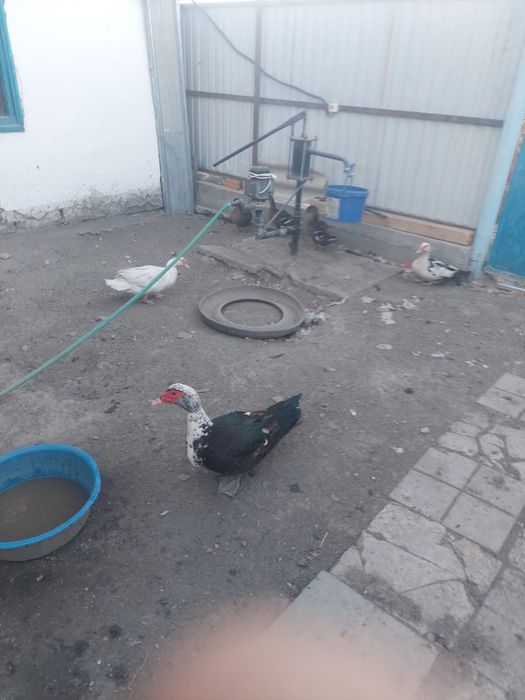 Продам уток продам
