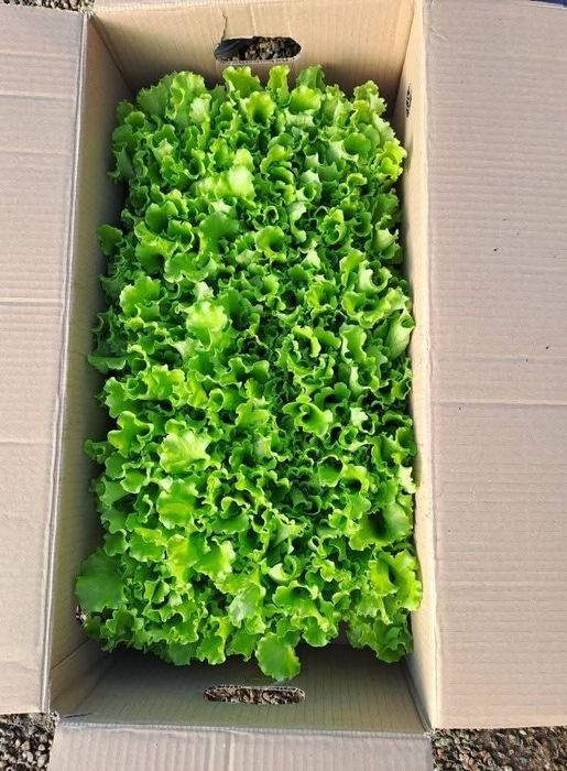 Разсад салата магданоз копър лук айсберг цвекло и др.