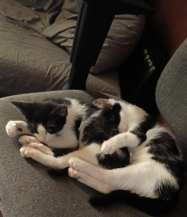 Ofer spre adoptie pisoi draguti stapanilor responsabili