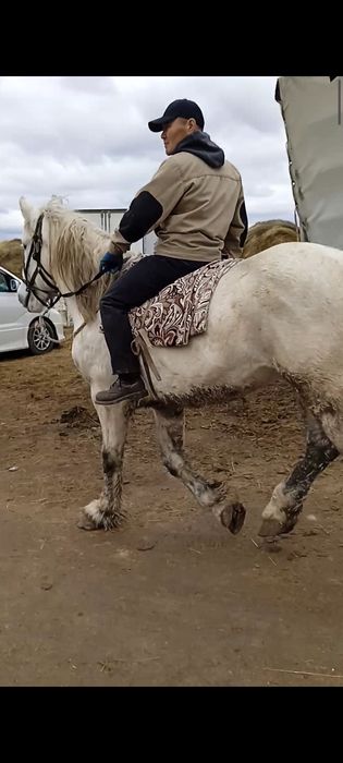 Тяж айғыр сатам 8 жасар